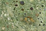 Polished Rainforest Jasper (Rhyolite) Section - Australia #130404-2